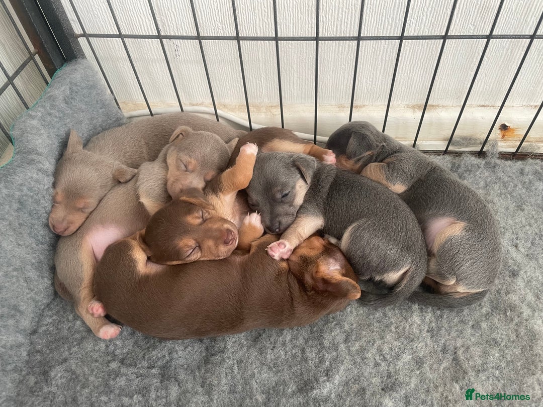 Jack Russell dogs for sale: 🐾 Miniature Jack Russell Puppies 🐾 - Image 18
