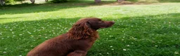 Cocker Spaniel dogs for sale: KC working Cocker Spaniel puppies in Aboyne - Advert 8