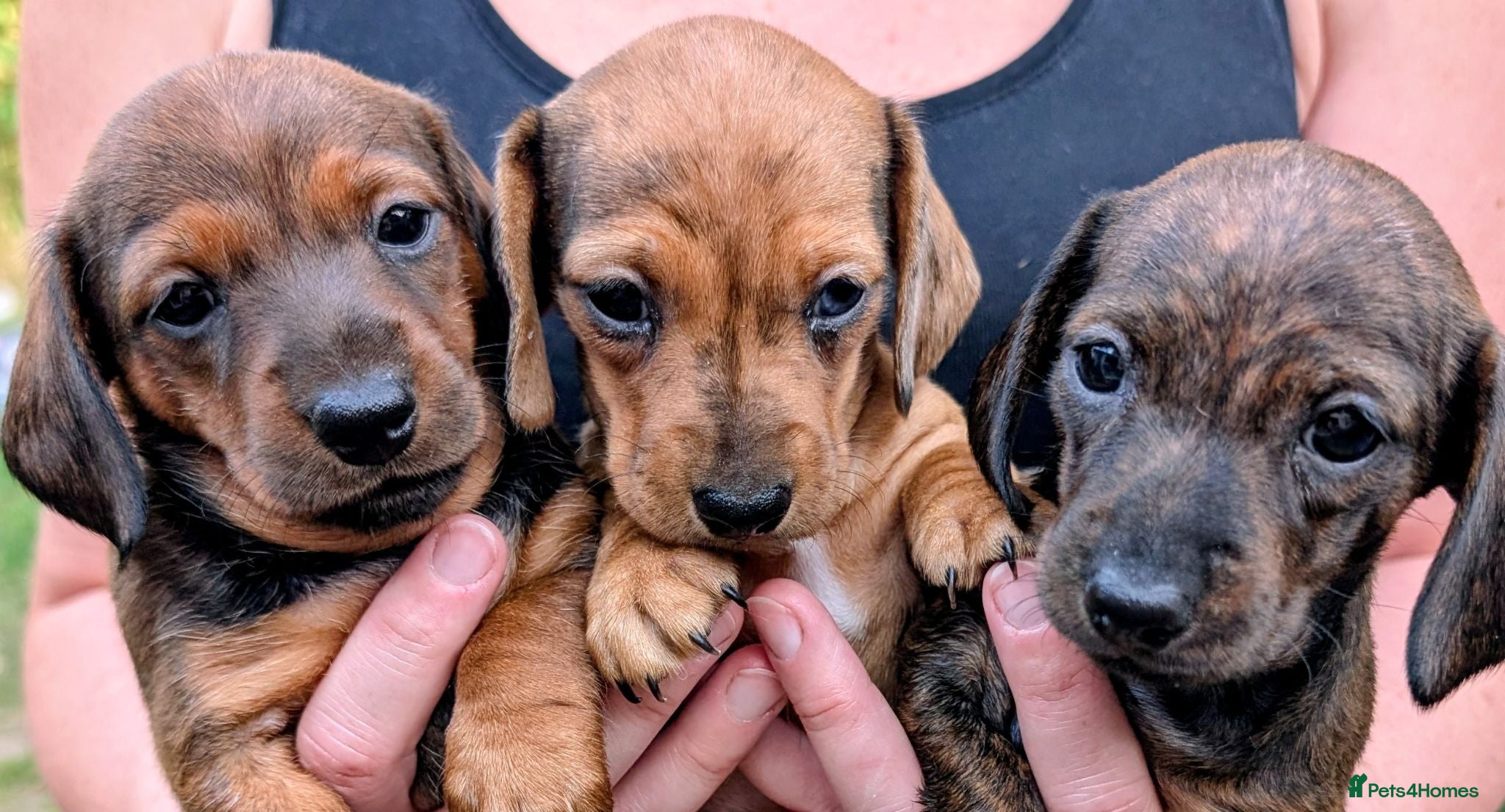 Miniature Dachshund dogs Miniature Dachshund  - Advert 1