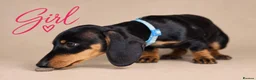 Miniature Dachshund dogs for sale: Pra clear miniature dachshund  - Advert 8