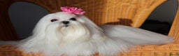 Maltese dogs for sale: Gorgeous Tiny Maltese Puppies - Advert 9