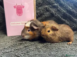 Guinea Pig rodents Girls ready now - Advert 10