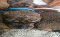 Miniature Dachshund dogs for sale: Miniature dachshund  - Image 20