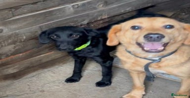 Mixed Breed dogs LUCY! - Advert 7