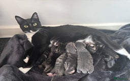 Mixed Breed cats for sale: Beautiful kittens  - Advert 9