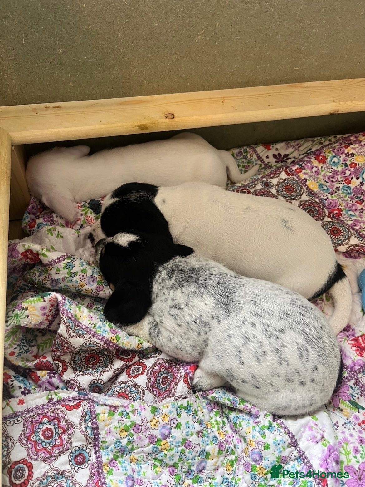 Mixed Breed dogs pugmation puppies - Advert 7
