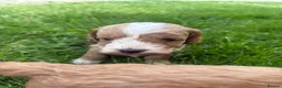 Cockapoo dogs for sale: F1 Cockapoo’s  - Advert 11