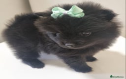 Pomeranian dogs for sale: Beautiful litter xxsmall teddy bear poms  - Image 16