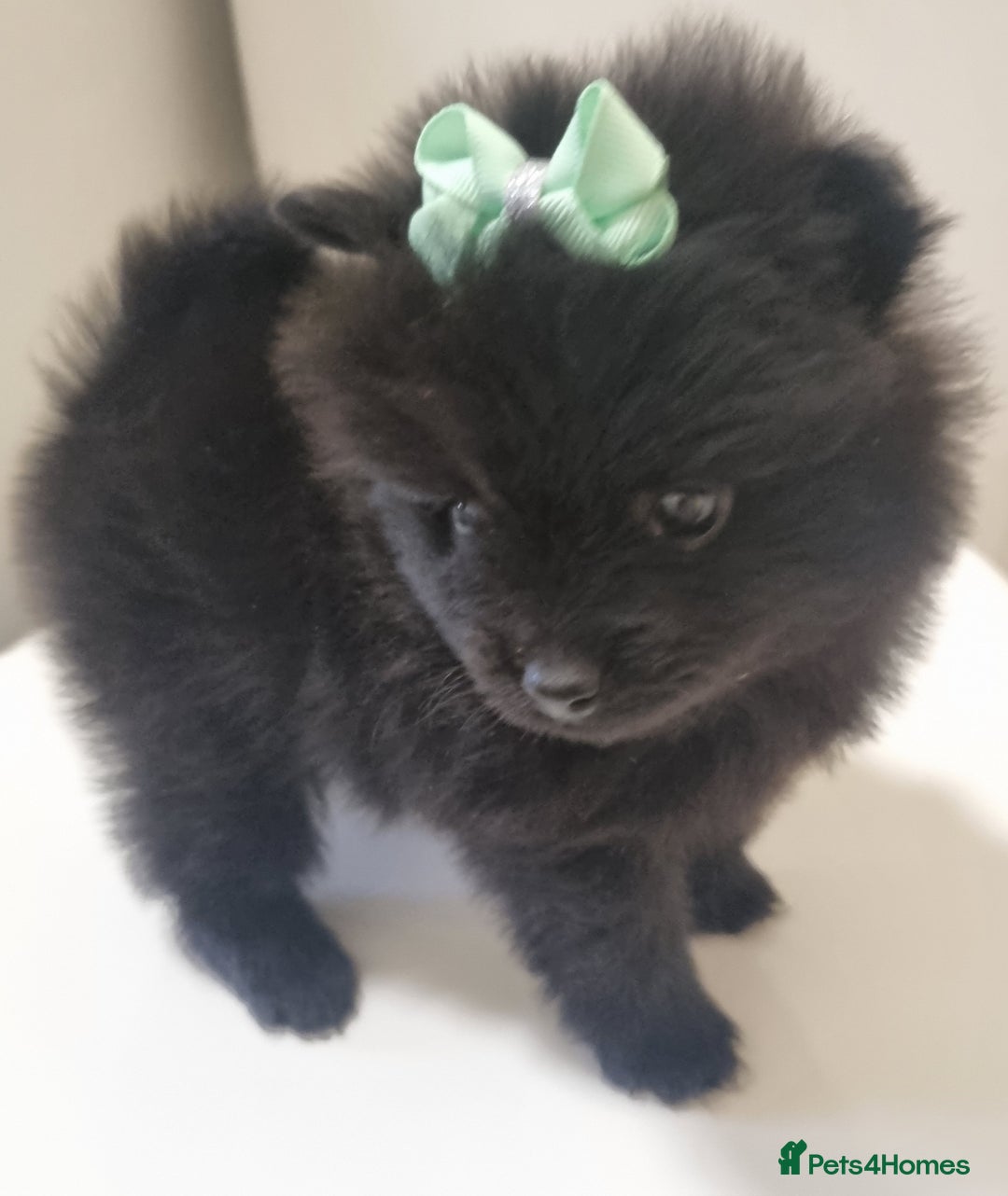 Pomeranian dogs for sale: Beautiful litter xxsmall teddy bear poms  - Image 16