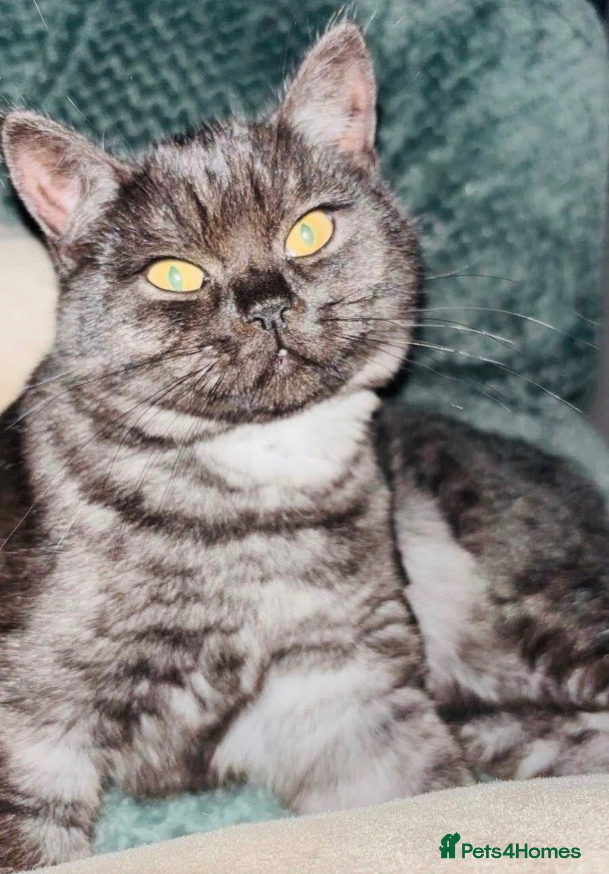 Mixed Breed cats for sale: Scottish Fold cross - Advert 5