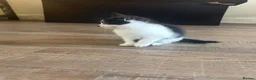 Mixed Breed cats for sale: 6 beautiful kittens ready for their forever home  - Advert 16