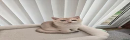 British Shorthair cats for sale: Blue golden chinchila! READY TO GO! - Advert 34