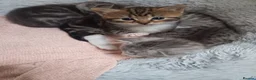 Mixed Breed cats for sale: Siberian X kittens  in Manchester - Advert 13