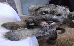 Miniature Schnauzer dogs for sale: ONLY LEFT  TWO BLACK BOYS Nice Miniatu Schnauzers  in Llanelli - Image 5