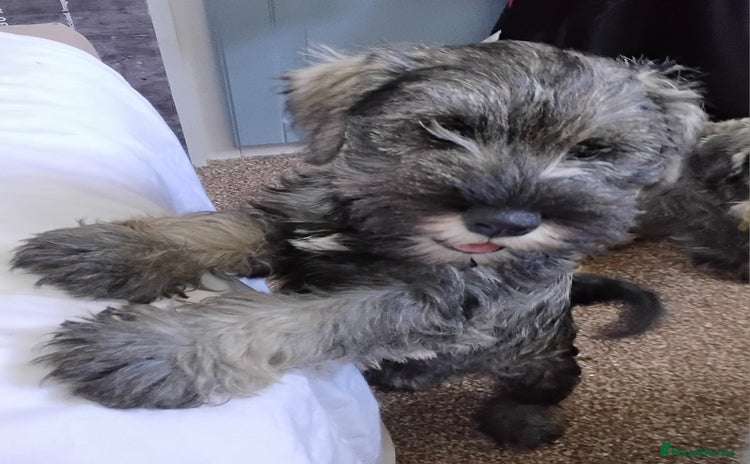 Miniature Schnauzer dogs in Llanelli - Advert 4