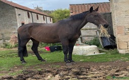 Hanoverian horses for sale: Beautiful hanovarian mare  - Image 3