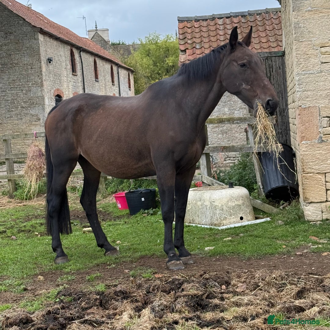 Hanoverian horses for sale: Beautiful hanovarian mare  - Image 3