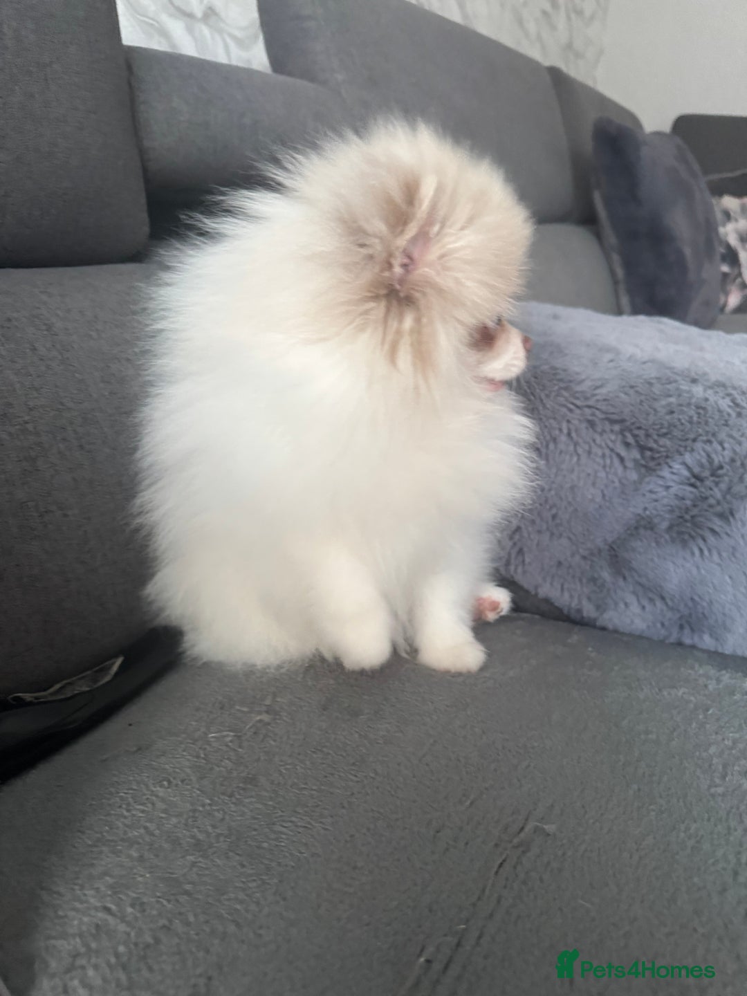 Pomeranian dogs for sale: Pomeranian boy ❤️ - Advert 3