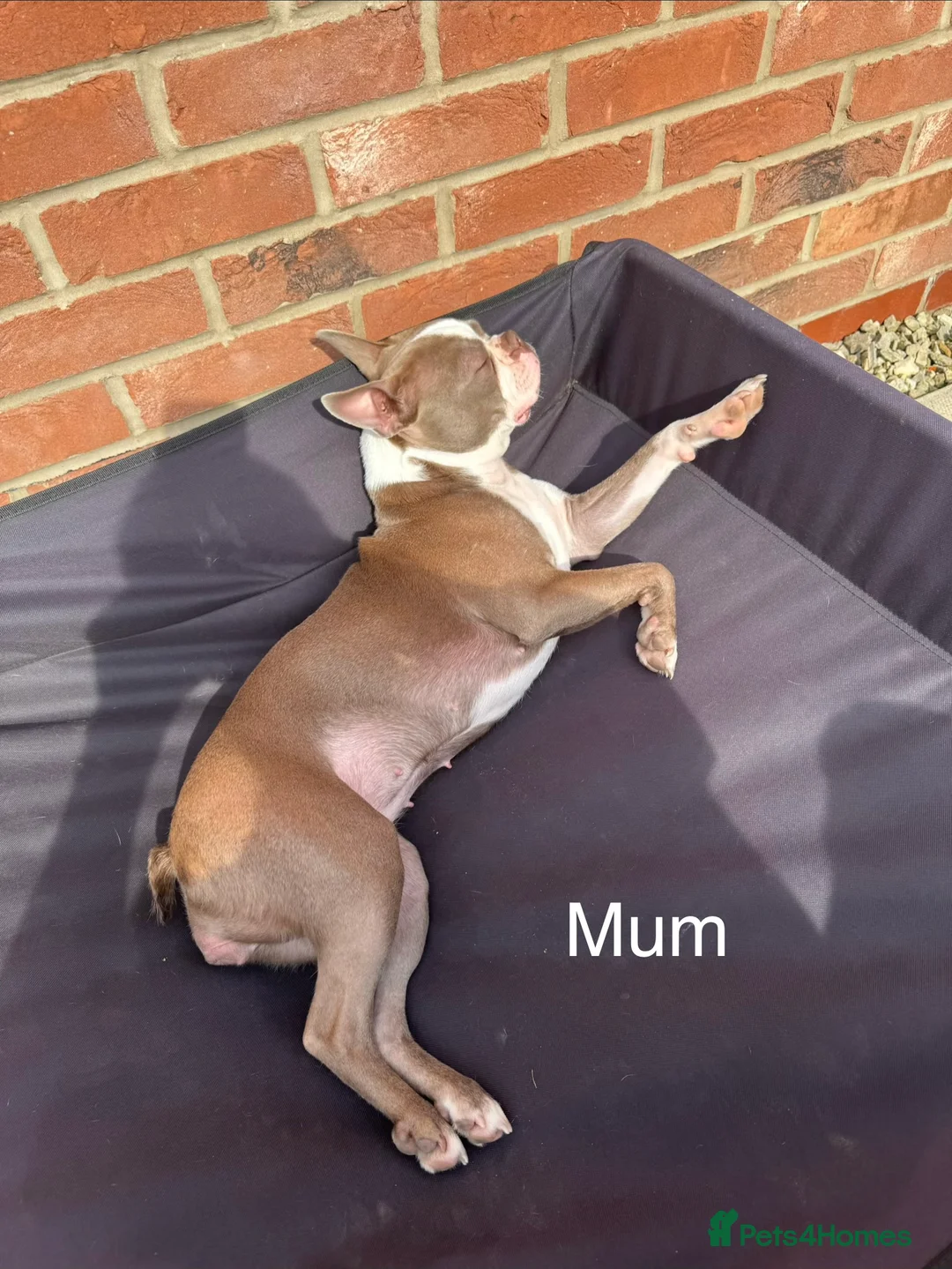 Boston Terrier dogs for sale: Rare Champaign KC Boston Terrier - Advert 20