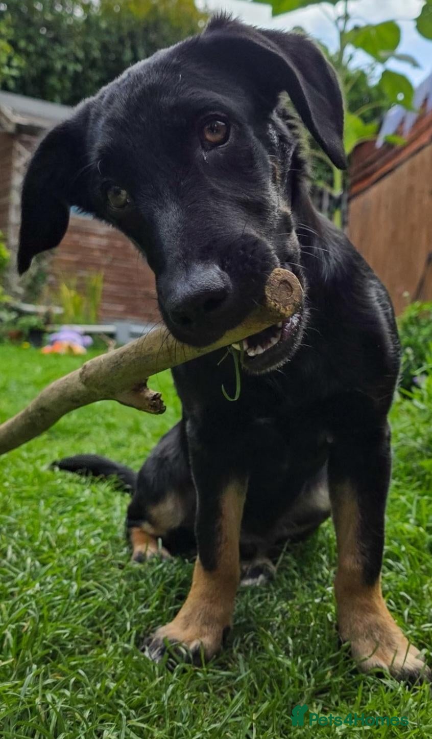 Mixed Breed dogs for adoption: Radu 15 inch tall.  7 months old  - Advert 1