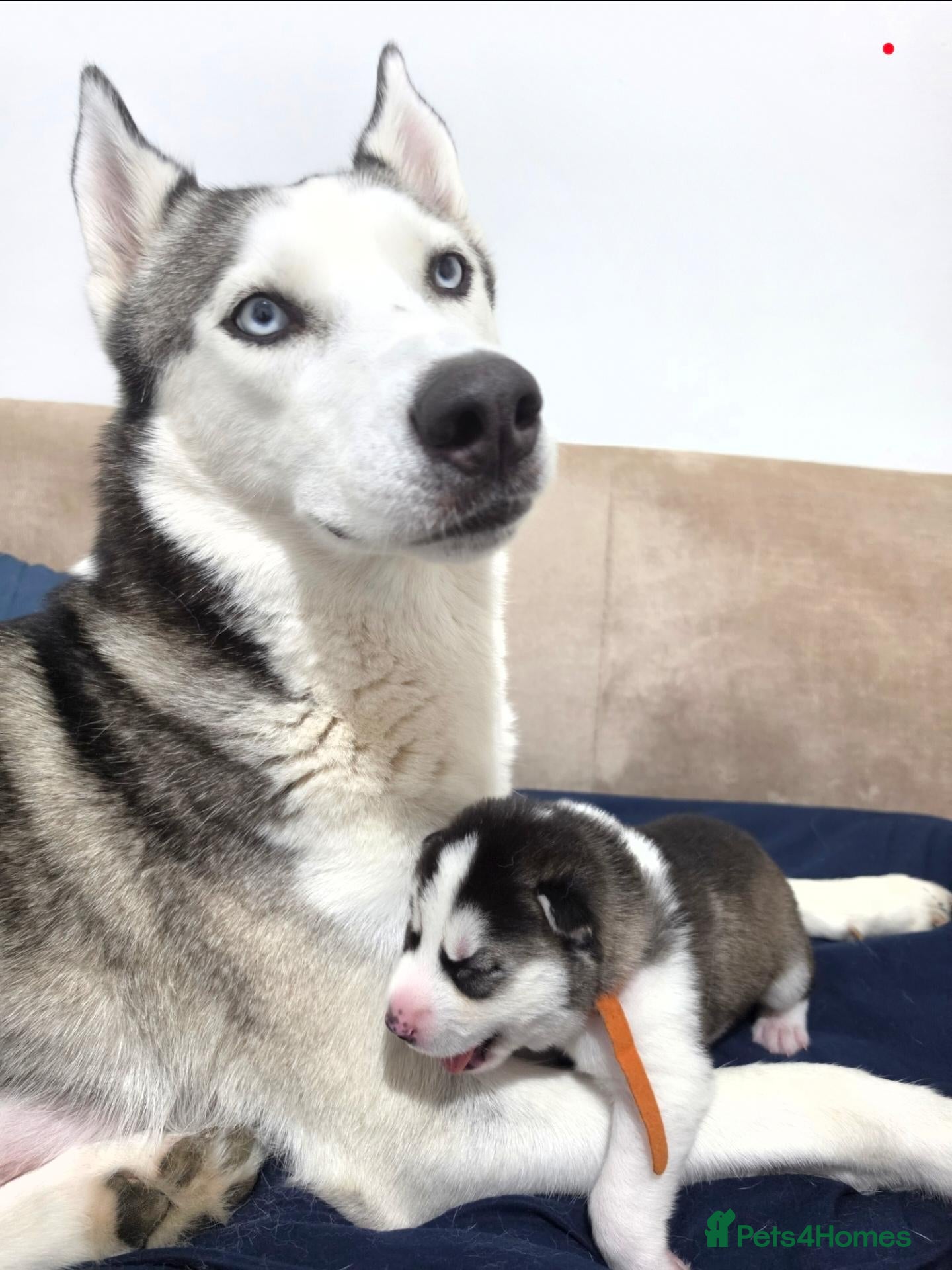 Siberian Husky dogs Siberian husky 3boys 2girls - Advert 1