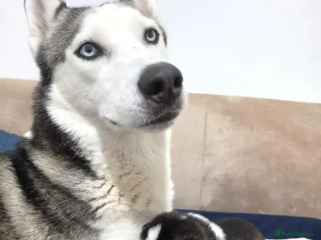Siberian Husky dogs for sale: Siberian husky 3boys 2girls - Advert 22