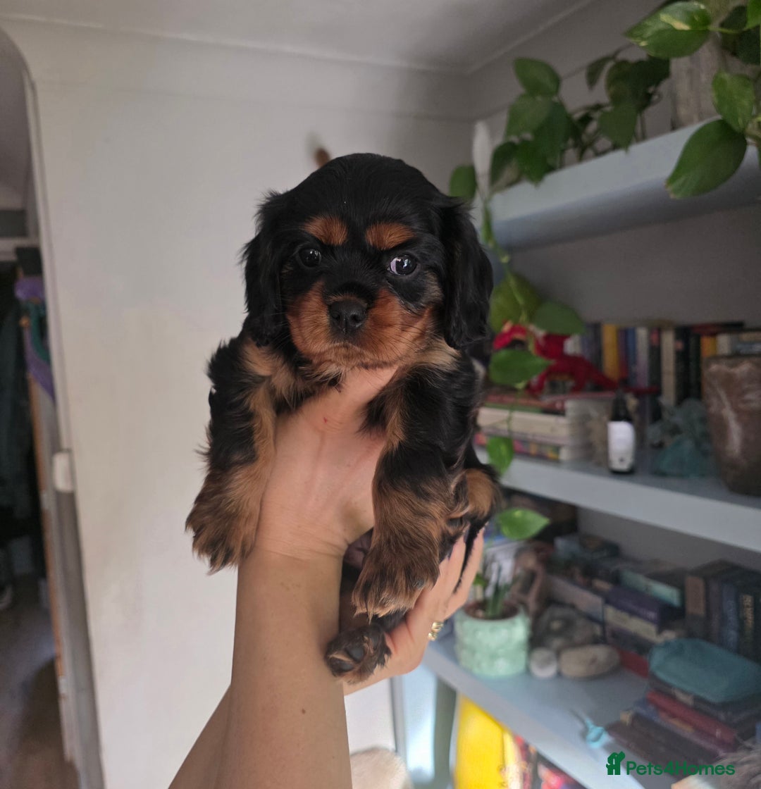 Cavalier King Charles Spaniel dogs for sale: Cavalier King Charles puppy girls - Image 7