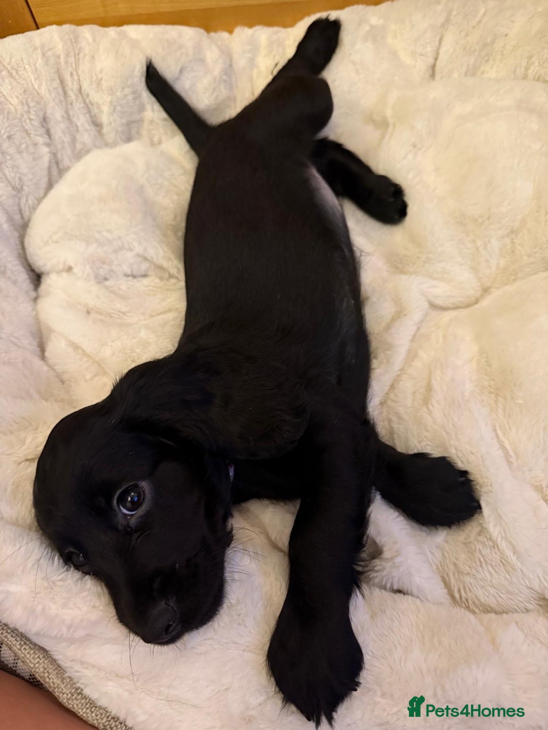 Cocker Spaniel dogs for sale: 7x Dock Tail Cocker Spaniel Puppies - Image 8