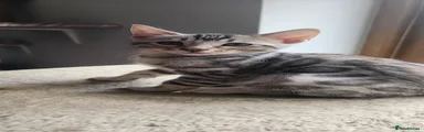 Bengal 4