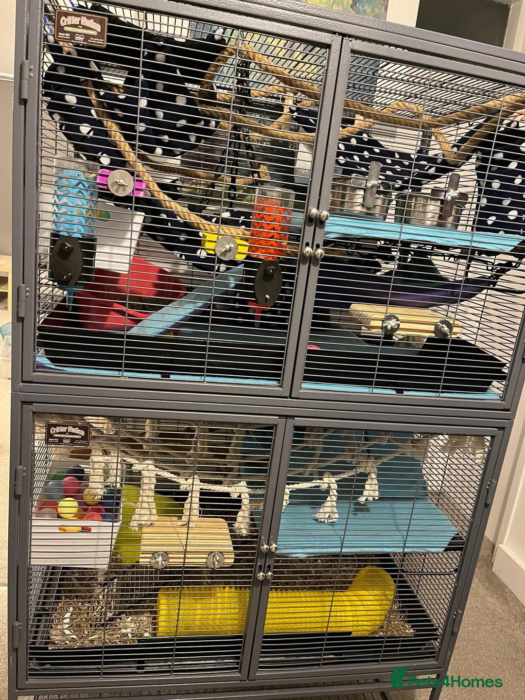 Rat rodents for sale: Four lovely Brothers for Rehoming - Image 2