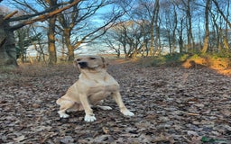 Labrador Retriever dogs for sale: Sensitive and Devoted Labrador  - Image 5