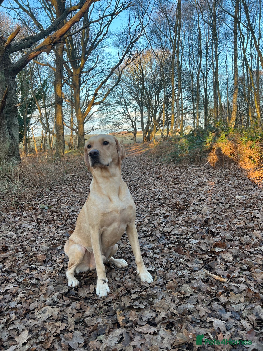 Labrador Retriever dogs for sale: Sensitive and Devoted Labrador  - Image 5
