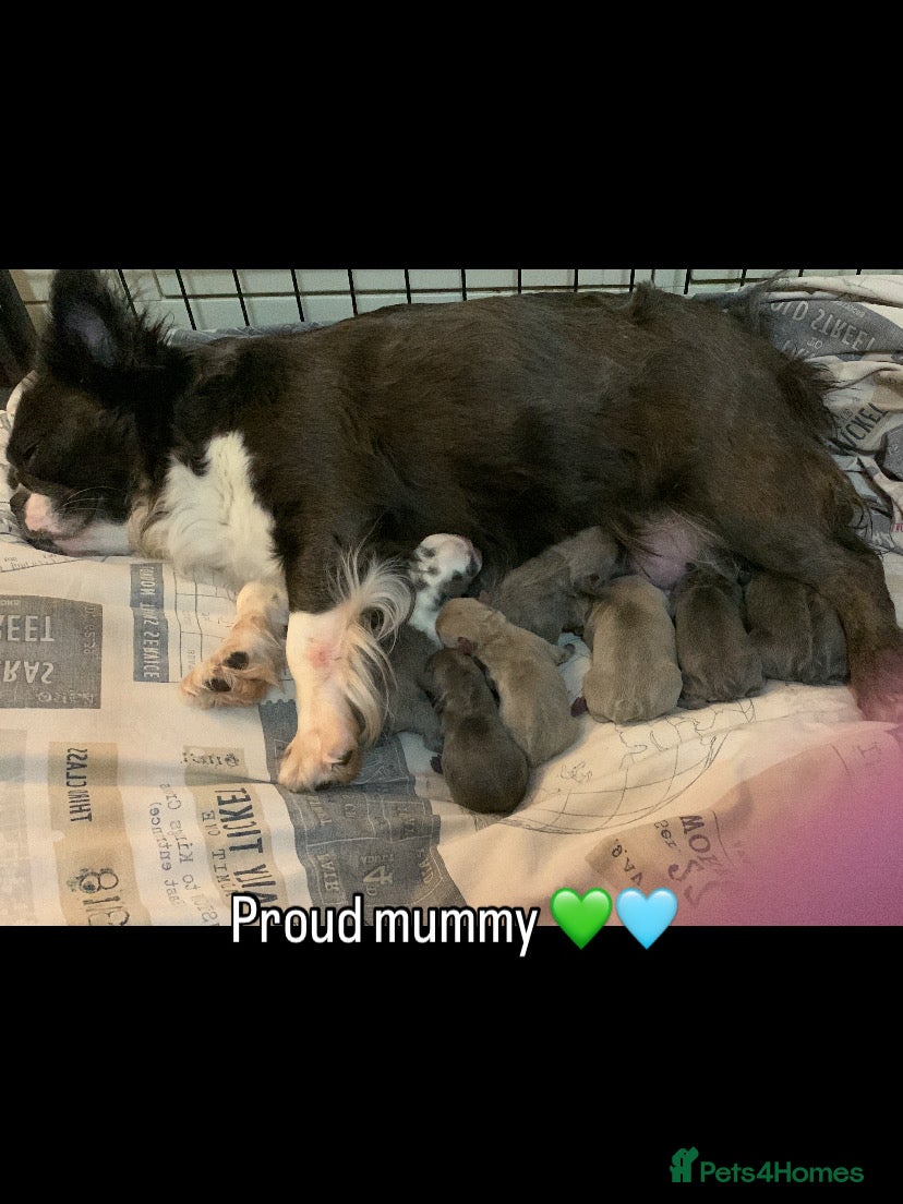 French Bulldog dogs Fluffy French bulldog newshade Isabella  - Advert 3