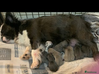 French Bulldog dogs Fluffy French bulldog newshade Isabella - Advert 2