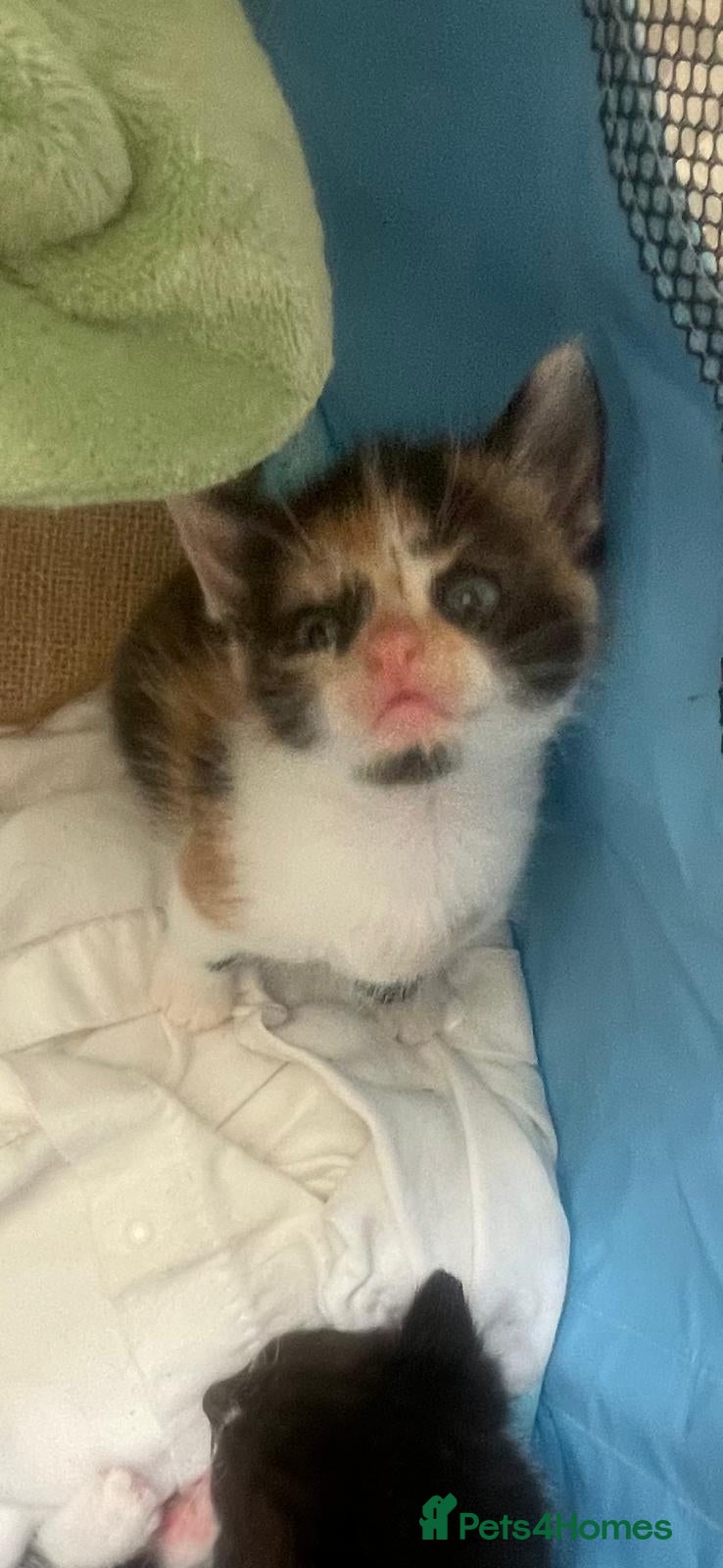 Mixed Breed cats 2 Beautiful Girls Left - Advert 2