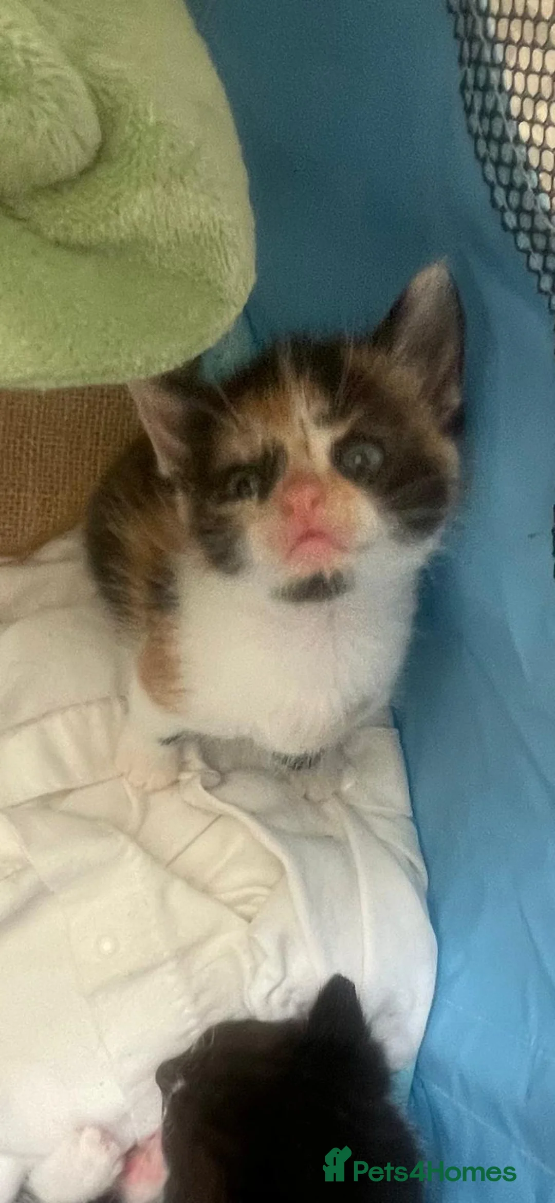 Mixed Breed cats for sale: 2 Beautiful Girls Left in Dover - Advert 1
