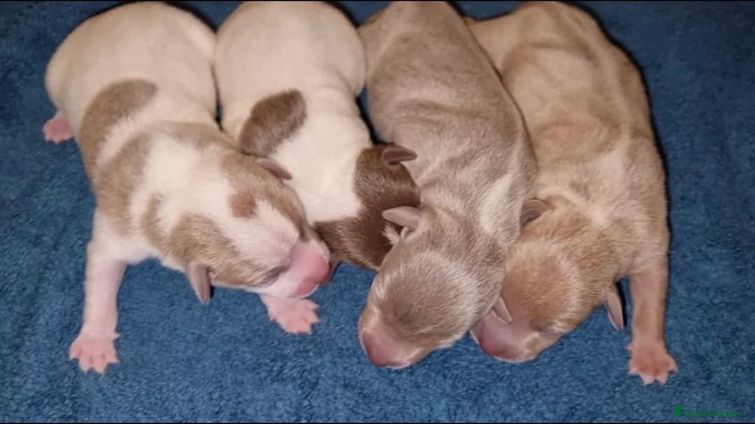 Jack Russell dogs for stud: Blue tri carrying chocolate miniature Jack Russell in Bradford - Advert 16