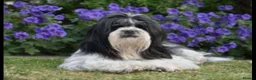 Lhasa Apso dogs for sale: KC Registered Lhasa apso puppies for sale in Pontefract - Advert 1