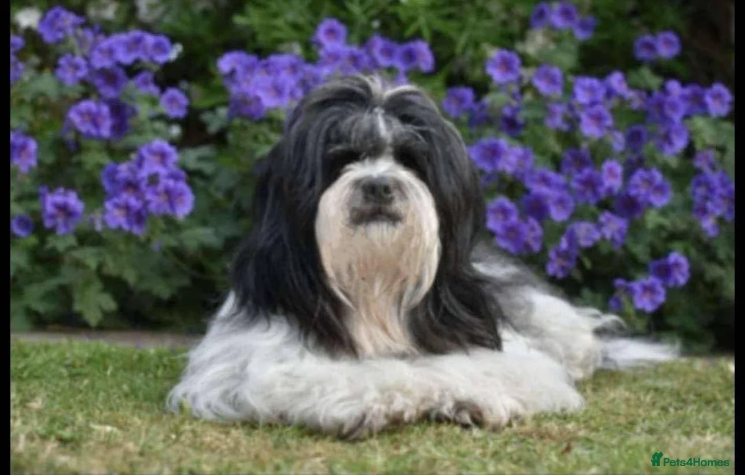 Lhasa Apso dogs for sale: KC Registered Lhasa apso puppies for sale in Pontefract - Advert 1