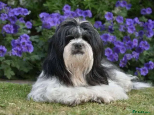 Lhasa Apso dogs KC Registered Lhasa apso puppies for sale - Advert 1
