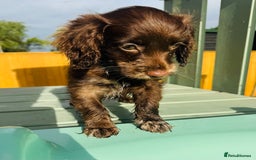 Cockapoo dogs for sale: Chocolate Merle Cockapoo Babies 🐾🐾🐾 - Image 8