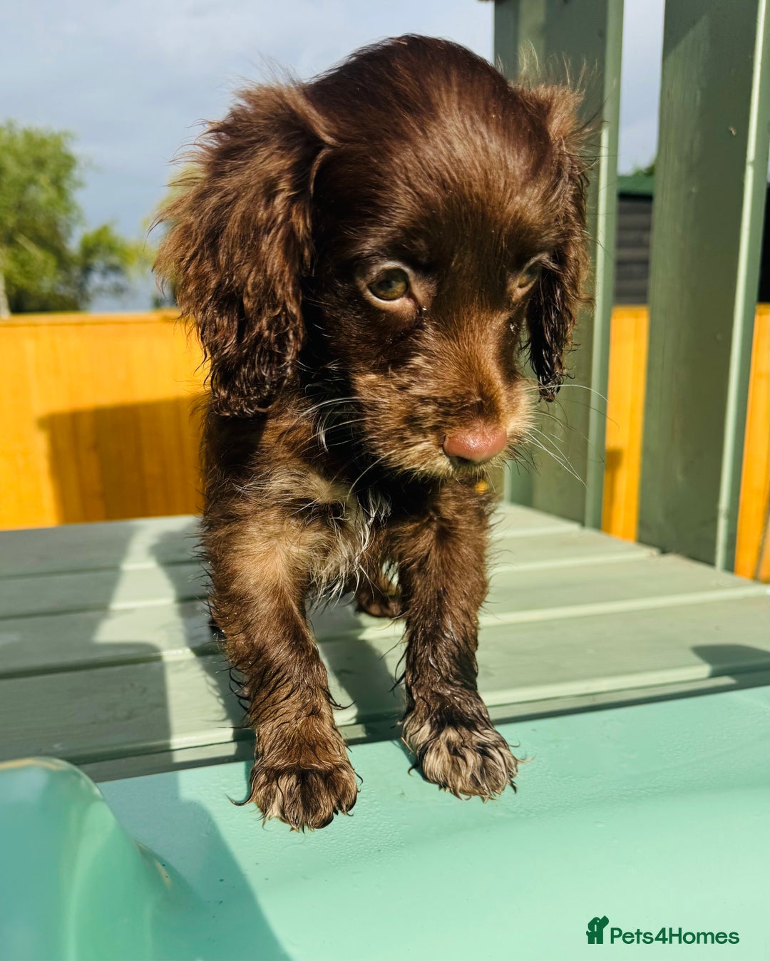 Cockapoo dogs for sale: Chocolate Merle Cockapoo Babies 🐾🐾🐾 - Image 8