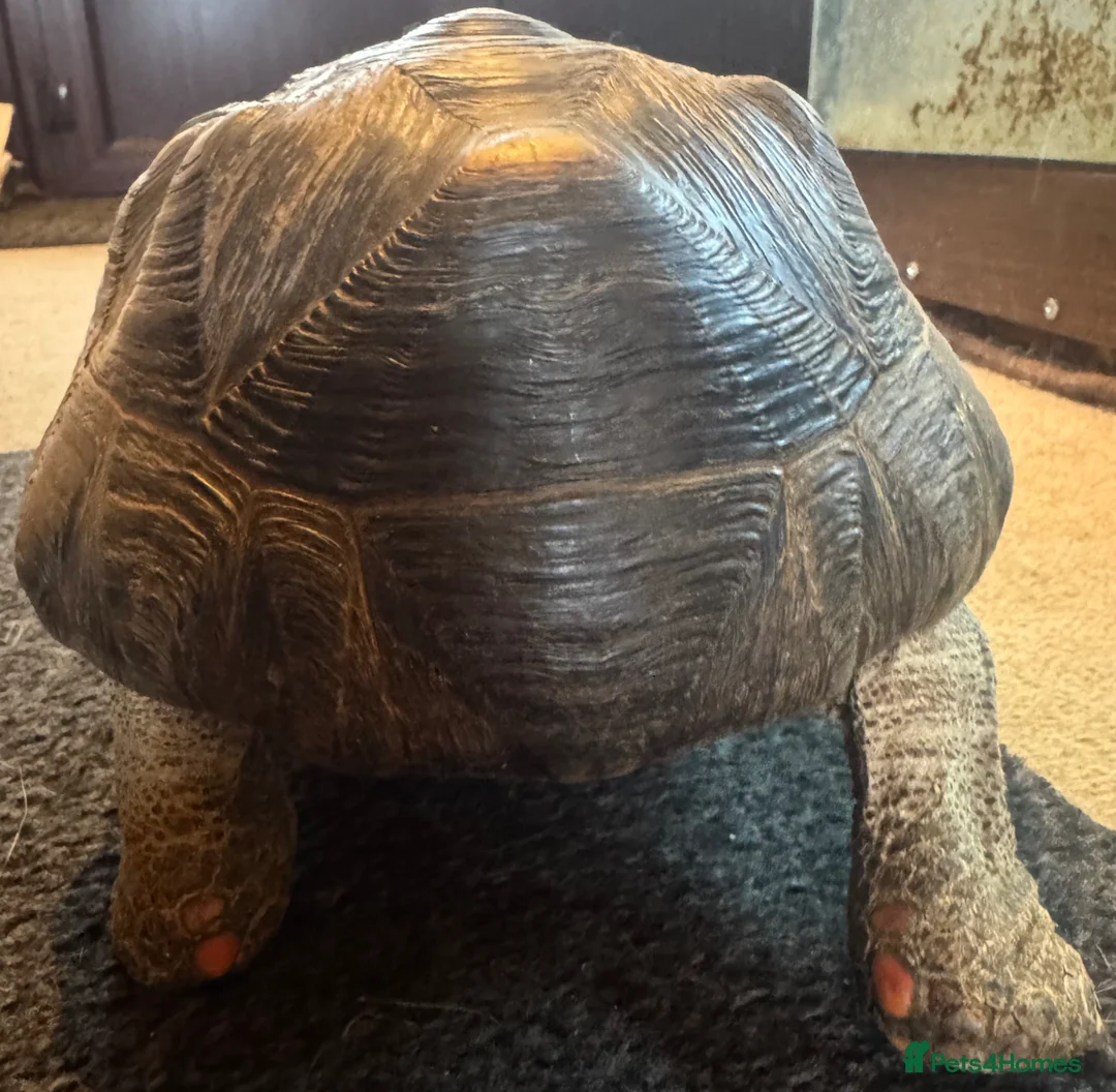 Tortoise reptiles for sale: Red footed tortoise in Southam - Advert 2