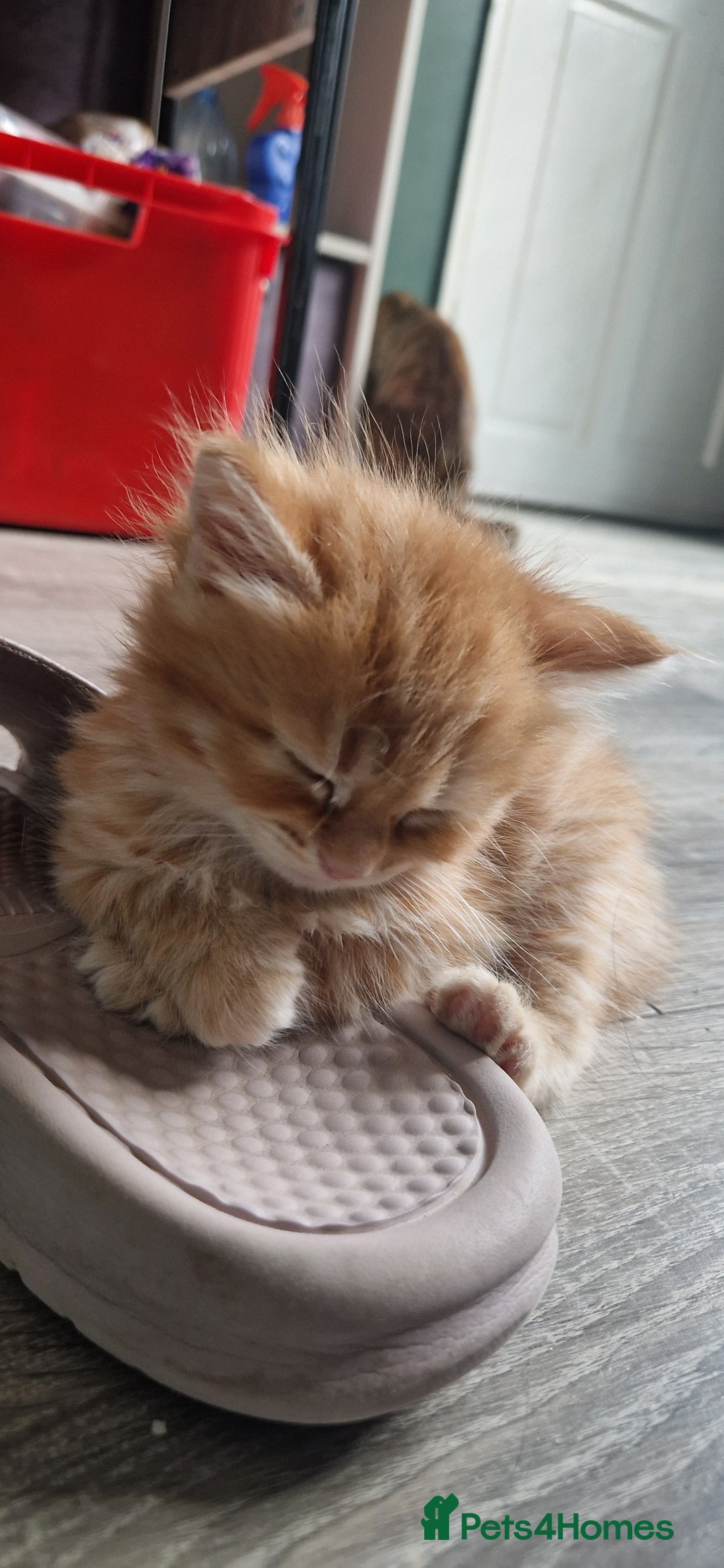 Domestic Shorthair cats for sale: 6 Adorable DSH kittens! Ginger & tabby babies ❤️  - Image 8