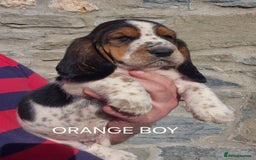 Basset Hound dogs for sale: KC BASSET HOUND PUPPIES  - Image 8