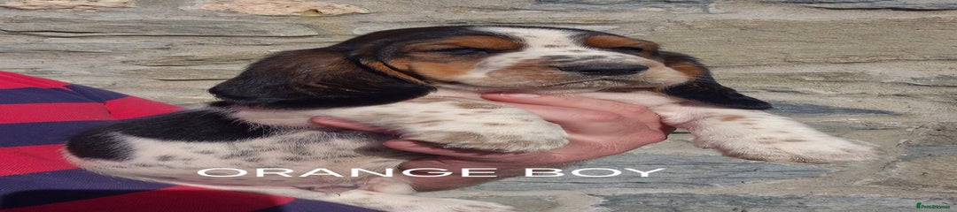 Basset Hound Orange Boy 