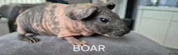Guinea Pig rodents for sale: Skinny Pigs - Advert 2