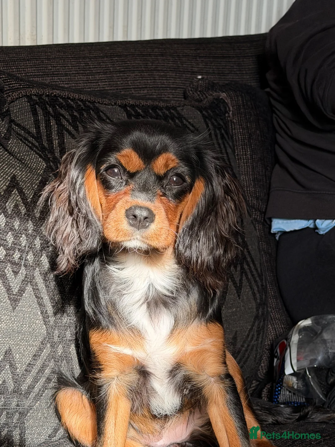 Cavalier King Charles Spaniel dogs for sale: An awesome home is needed for my girl - Advert 5