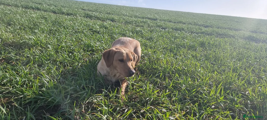 Labrador Retriever dogs for sale: Fox Red Labrador Retriever puppies - £1,200. - Advert 9