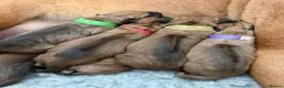 Rhodesian Ridgeback dogs for sale: Wait List Open - Safely Arrived 14th June - Advert 8